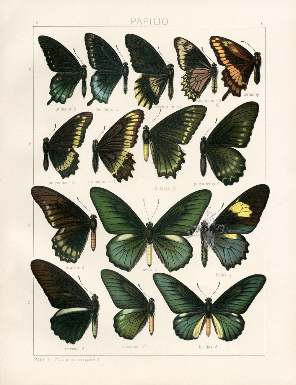 Adalbert Seitz Butterflies of the World Print Belus