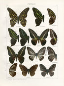 Adalbert Seitz Butterflies of the World Print Celebensis - Panteek Antique Prints
