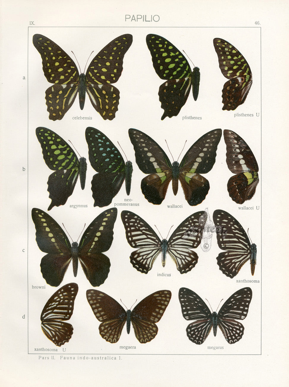 Adalbert Seitz Butterflies of the World Print Celebensis