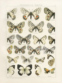 Adalbert Seitz Butterflies of the World Print Charitonius - Panteek Antique Prints