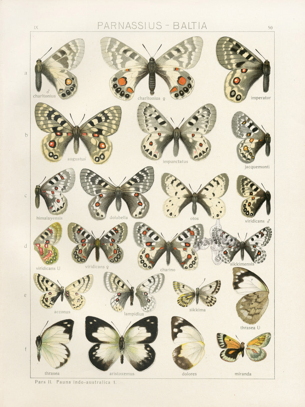 Adalbert Seitz Butterflies of the World Print Charitonius