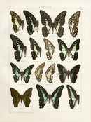 Adalbert Seitz Butterflies of the World Print Evemon - Panteek Antique Prints
