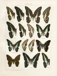 Adalbert Seitz Butterflies of the World Print Evemon - Panteek Antique Prints