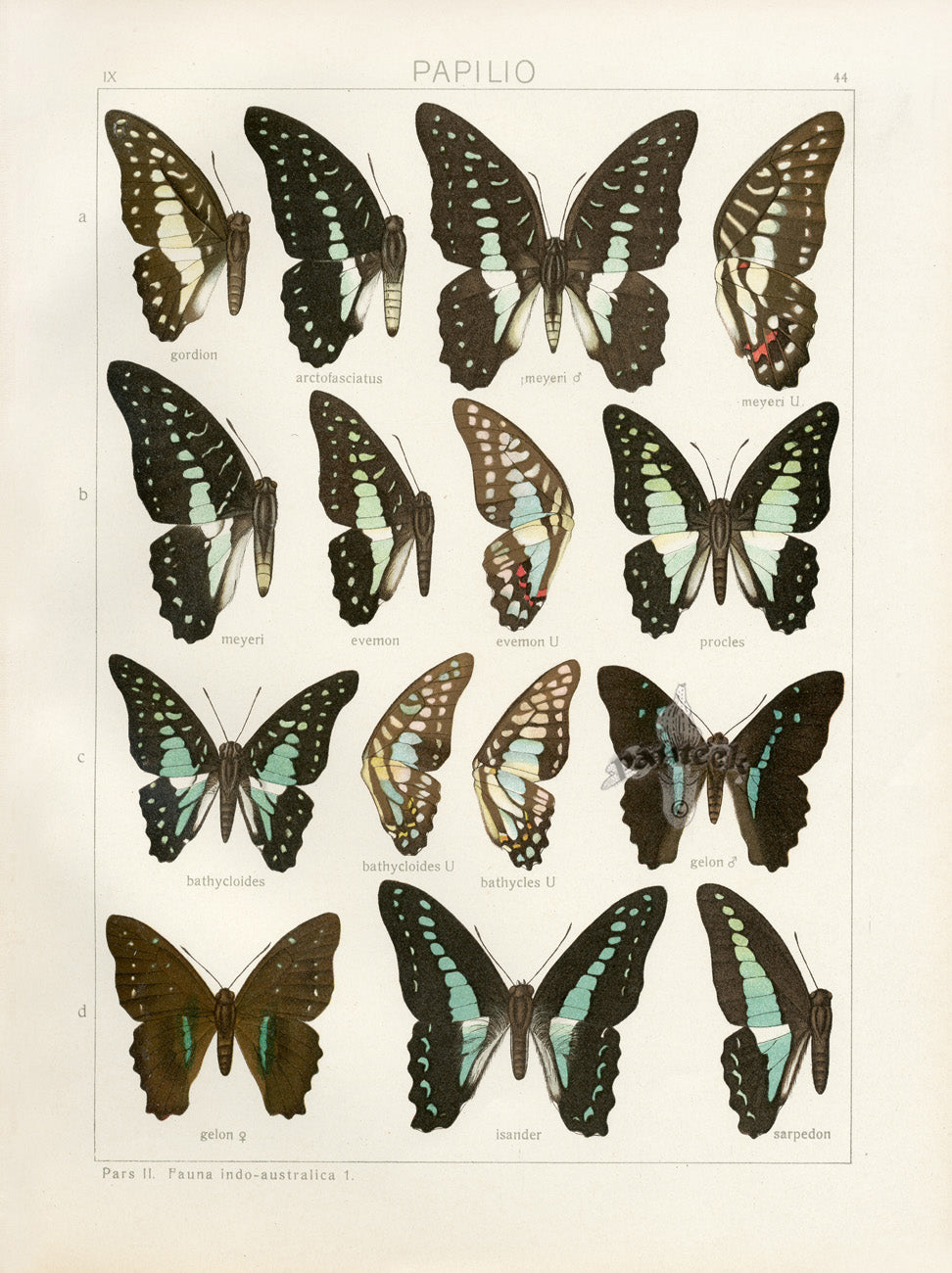 Adalbert Seitz Butterflies of the World Print Evemon