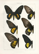 Adalbert Seitz Butterflies of the World Print Haliphron - Panteek Antique Prints