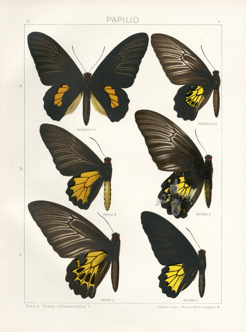 Adalbert Seitz Butterflies of the World Print Haliphron