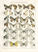 Adalbert Seitz Butterflies of the World Print Honnoratii - Panteek Antique Prints