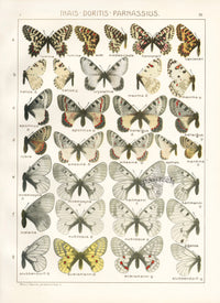 Adalbert Seitz Butterflies of the World Print Honnoratii - Panteek Antique Prints