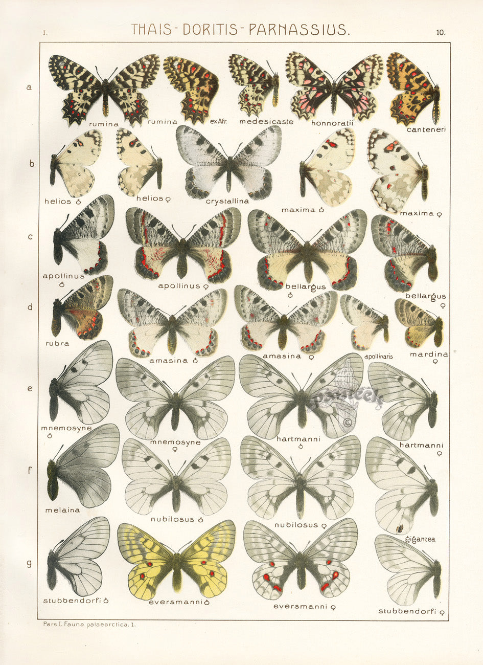 Adalbert Seitz Butterflies of the World Print Honnoratii