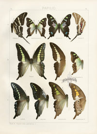 Adalbert Seitz Butterflies of the World Print Medon - Panteek Antique Prints
