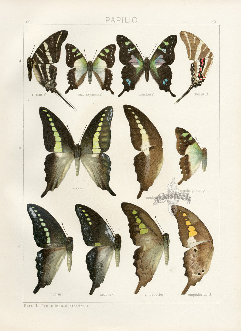 Adalbert Seitz Butterflies of the World Print Medon