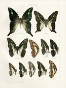 Adalbert Seitz Butterflies of the World Print Tenebrionis - Panteek Antique Prints