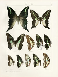 Adalbert Seitz Butterflies of the World Print Tenebrionis - Panteek Antique Prints