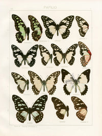 Adalbert Seitz Butterflies of the World Print Tynderaeus - Panteek Antique Prints