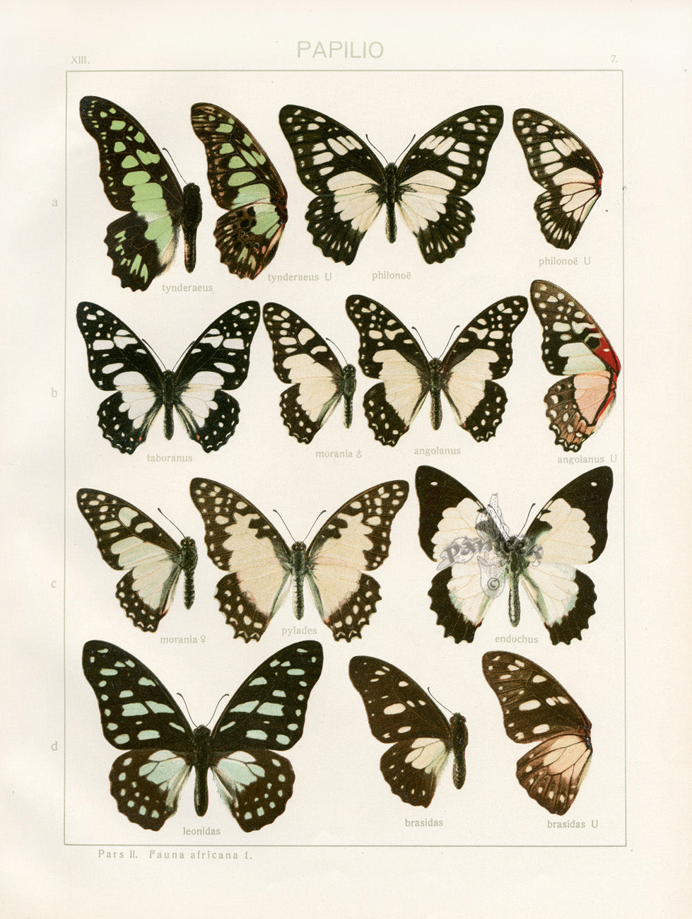 Adalbert Seitz Butterflies of the World Print Tynderaeus