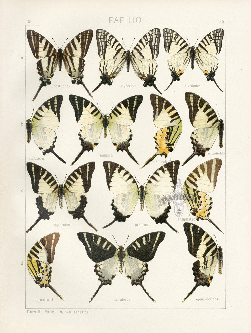 Adalbert Seitz  Euphrates, Itamputi Swallowtail Butterflies Print