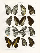 Adalbert Seitz  Great Zebra, Deucalion Swallowtail Butterflies Print - Panteek Antique Prints