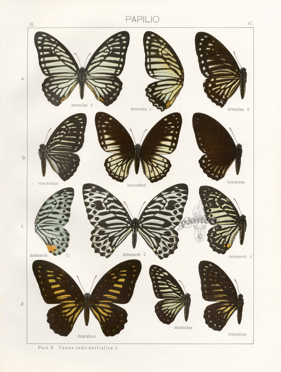 Adalbert Seitz  Great Zebra, Deucalion Swallowtail Butterflies Print