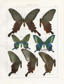 Adalbert Seitz  Macilentus, Japonicus Swallowtail Butterflies Print - Panteek Antique Prints