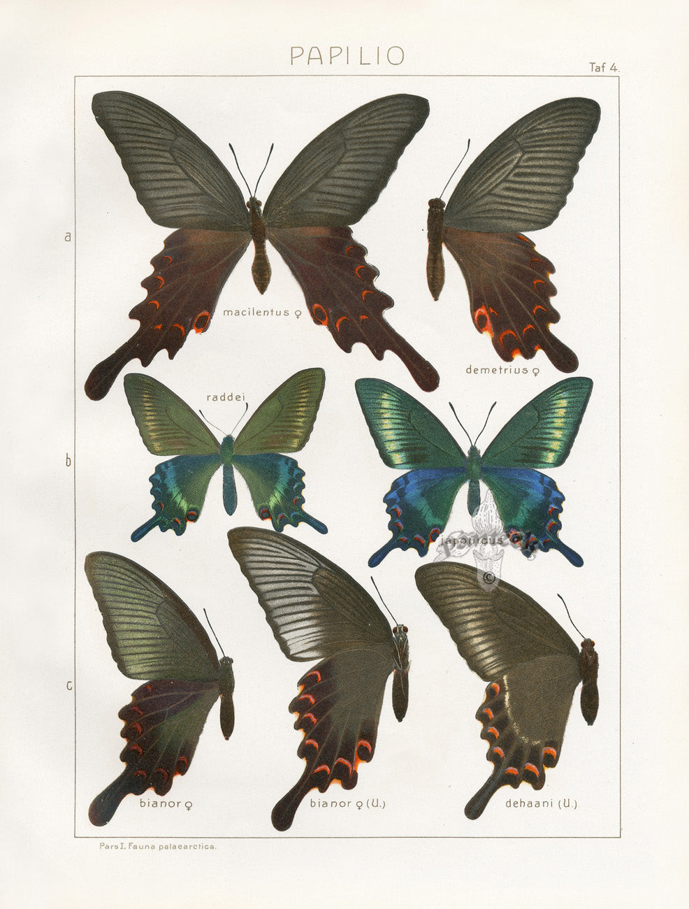Adalbert Seitz  Macilentus, Japonicus Swallowtail Butterflies Print