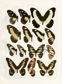 Adalbert Seitz  Mechowianus, Theorini Swallowtail Butterflies Print - Panteek Antique Prints