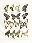 Adalbert Seitz  Orientalis, Latteri Swallowtail Butterflies Print - Panteek Antique Prints