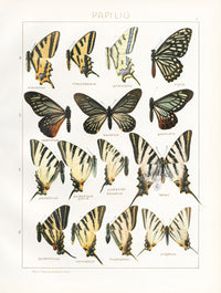 Adalbert Seitz  Orientalis, Latteri Swallowtail Butterflies Print - Panteek Antique Prints