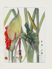 Adams 1907 Arum Lily, Sweet Sedge - Panteek Antique Prints