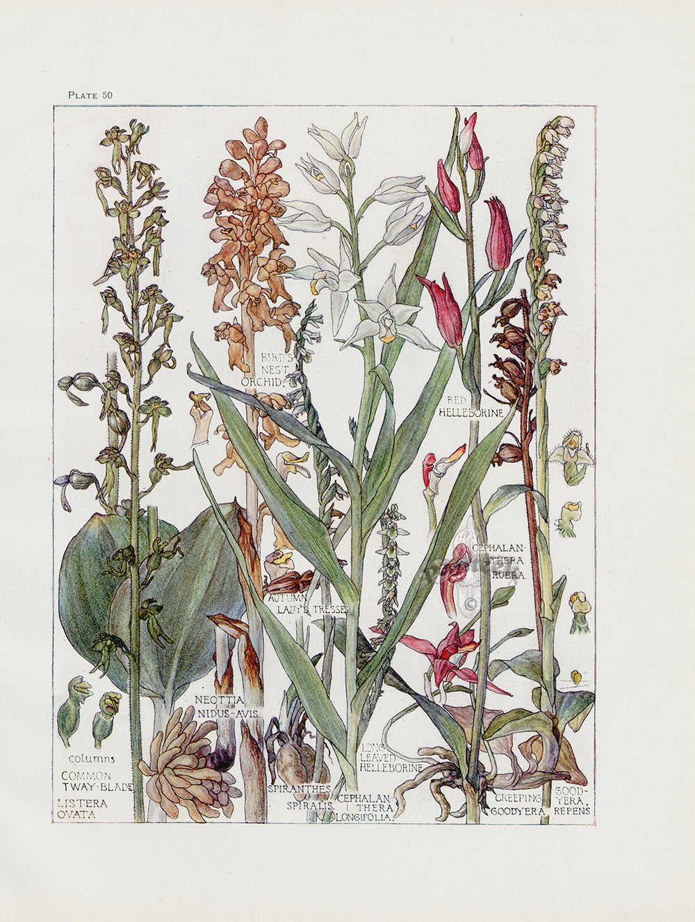 Adams 1907 Bird's Nest Orchid, Red Hellebore