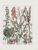 Adams 1907 Bird's Nest Orchid, Red Hellebore - Panteek Antique Prints