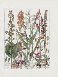 Adams 1907 Bird's Nest Orchid, Red Hellebore - Panteek Antique Prints