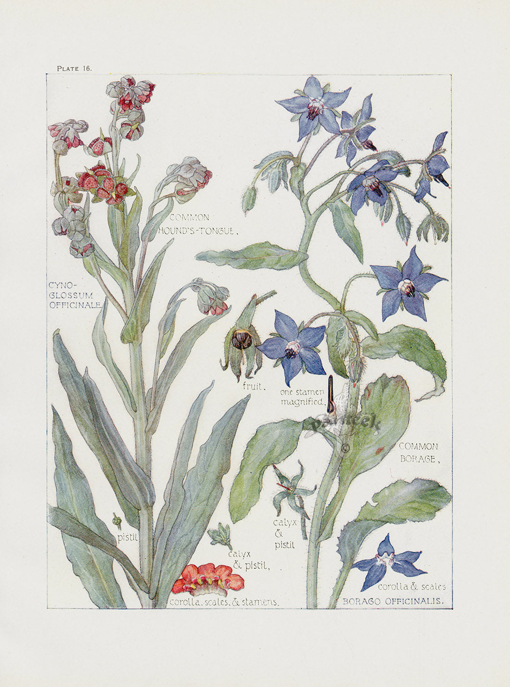 Adams 1907 Borage, Hound's-Tounge