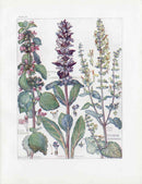 Adams 1907 Bugle, Black Horehound, Wild Sage - Panteek Antique Prints