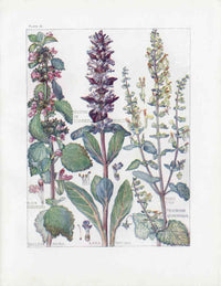 Adams 1907 Bugle, Black Horehound, Wild Sage - Panteek Antique Prints