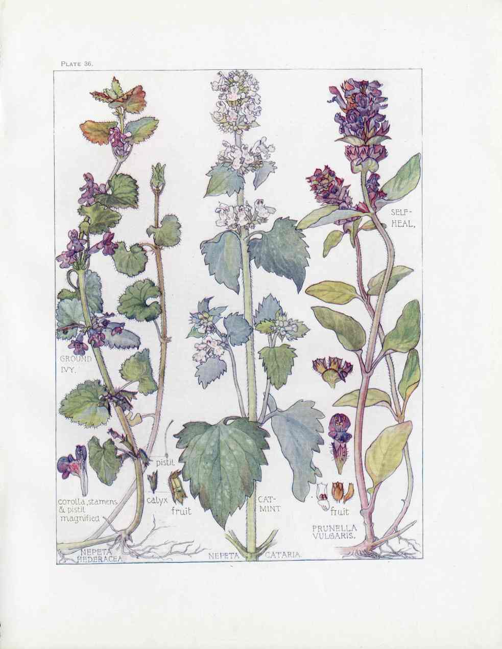 Adams 1907 Cat Nip, Self Heal