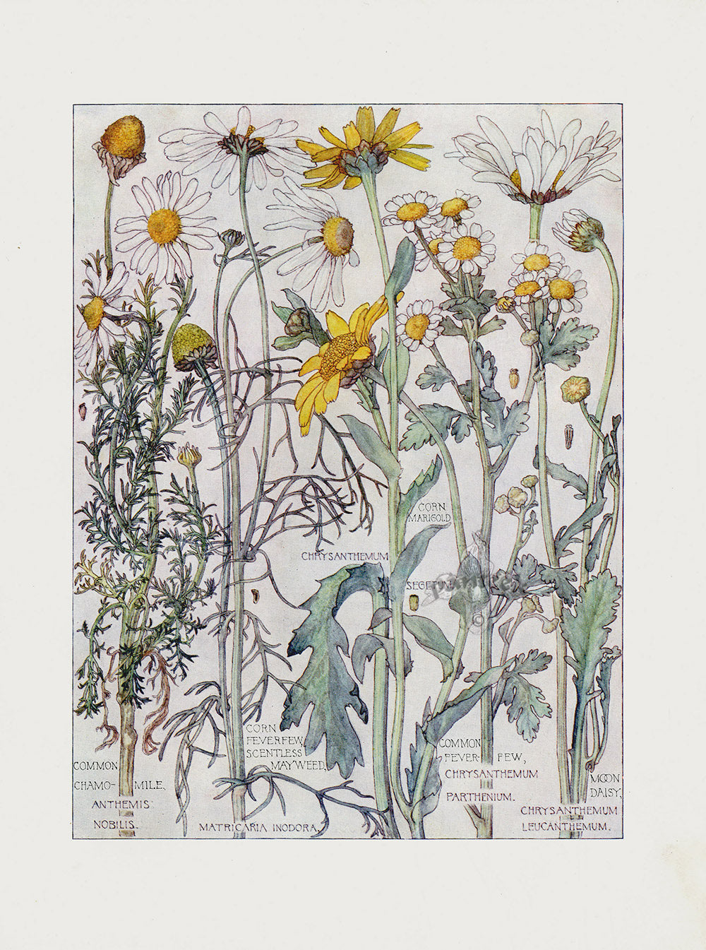 Adams 1907 Chamomile, Chrysanthemum, Moon Daisy