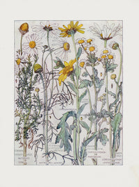 Adams 1907 Chamomile, Chrysanthemum, Moon Daisy - Panteek Antique Prints