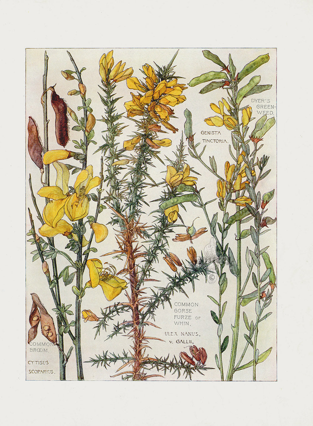 Adams 1907 Common Broom and Gorse, Dyer's Green Weed