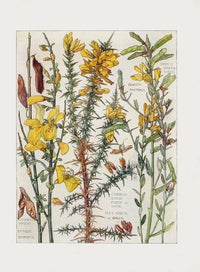 Adams 1907 Common Broom and Gorse, Dyer's Green Weed - Panteek Antique Prints