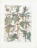 Adams 1907 Common Hops Humulus, Stinging Nettle - Panteek Antique Prints