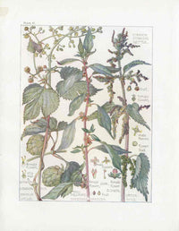 Adams 1907 Common Hops Humulus, Stinging Nettle - Panteek Antique Prints