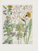Adams 1907 Common Sow-Thistle, Ivy-Leaved Lettuce, Rough Hawkbit - Panteek Antique Prints