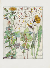 Adams 1907 Common Sow-Thistle, Ivy-Leaved Lettuce, Rough Hawkbit - Panteek Antique Prints