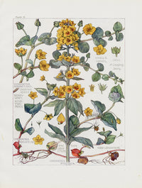 Adams 1907 Creeping Jenny, Wood Loosestrife - Panteek Antique Prints