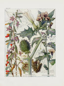 Adams 1907 Datura, Henbane, Lycium - Panteek Antique Prints