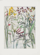 Adams 1907 Everlasting Pea, Vetchling, Lathyrus - Panteek Antique Prints
