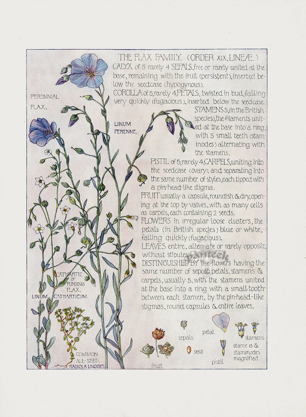 Adams 1907 Flax Family