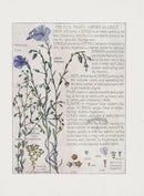 Adams 1907 Flax Family - Panteek Antique Prints