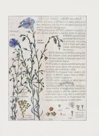 Adams 1907 Flax Family - Panteek Antique Prints