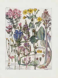 Adams 1907 Gentian, Centaury, Yellowwort, Bog Bean - Panteek Antique Prints